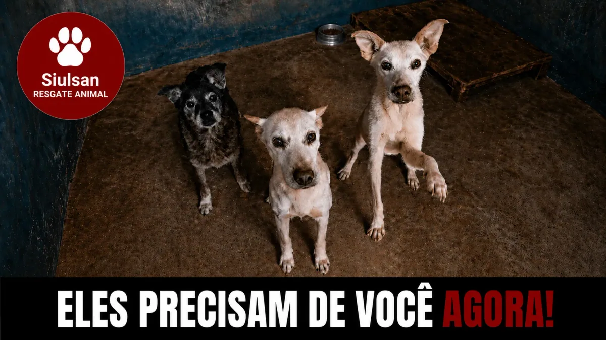 Cães resgatados com a frase: Eles precisam de você agora!